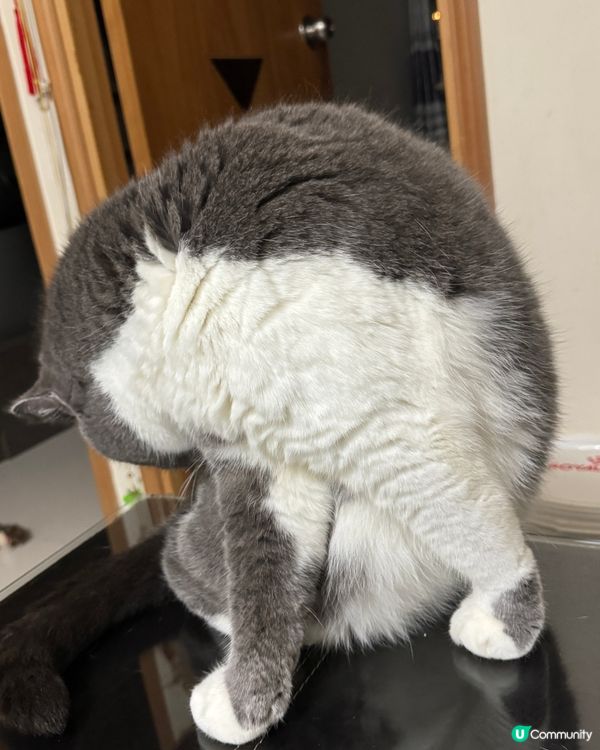 🐱：呢排食多咗，做吓yoga 減吓個腩先⋯⋯