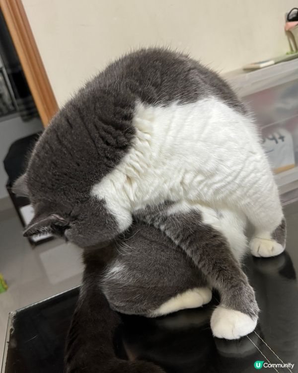 🐱：呢排食多咗，做吓yoga 減吓個腩先⋯⋯