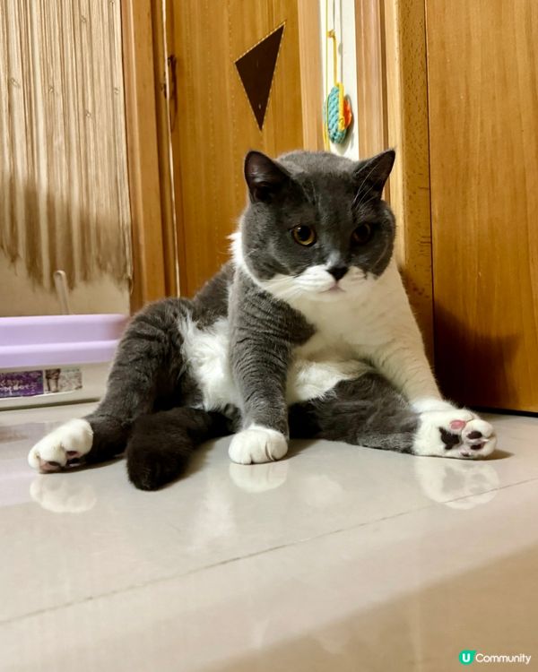 🐱：呢排食多咗，做吓yoga 減吓個腩先⋯⋯