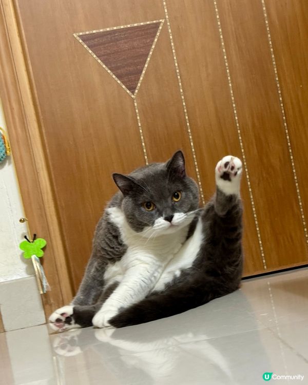 🐱：呢排食多咗，做吓yoga 減吓個腩先⋯⋯