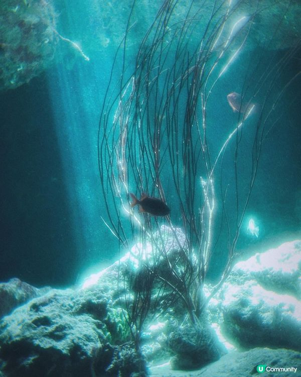 身心療癒之旅，推介日本美麗海水族館，海邊餐廳和自調香水工作坊...