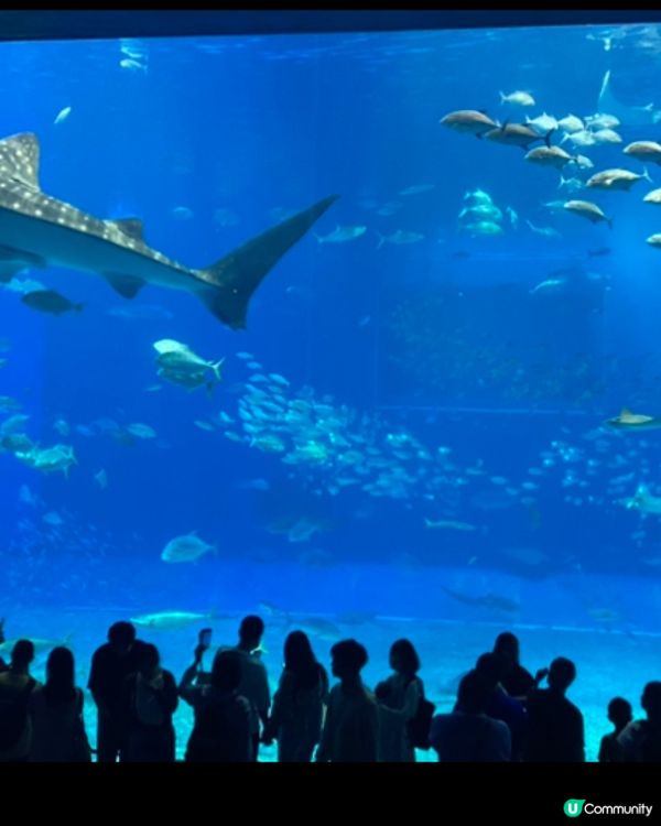 去到沖繩必到地點：美麗海水族館！水族館位於沖繩北部的本部町，...