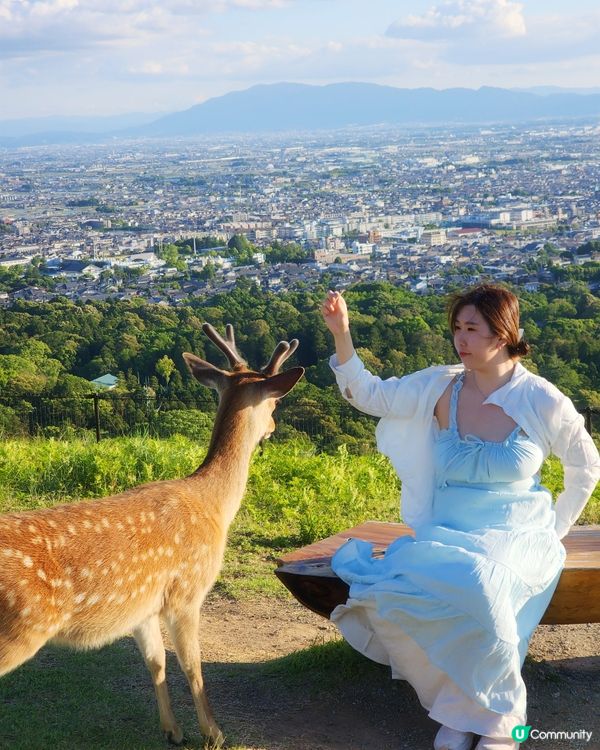 我去的奈良若草山是日本著名的鹿遊憩區,這鹿鹿已經成為當地標誌...