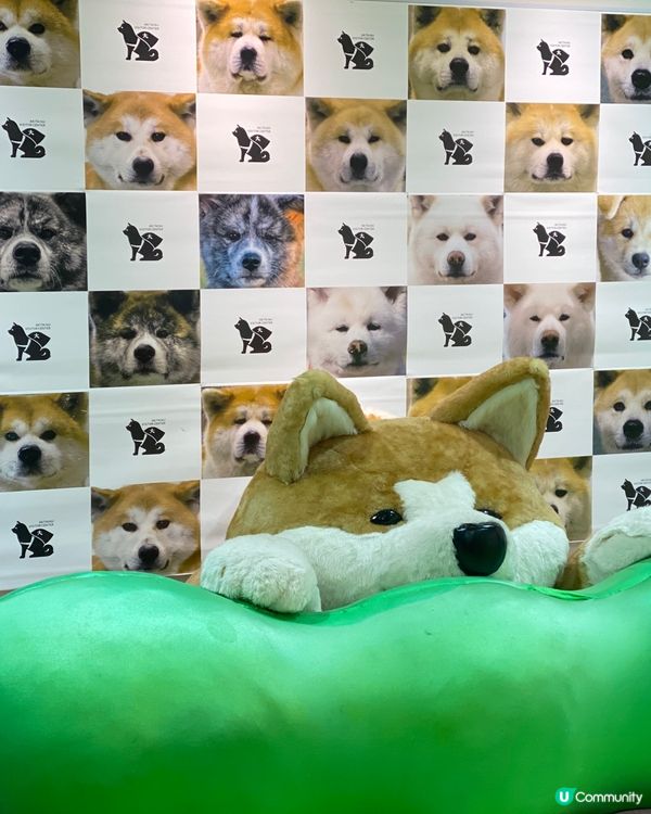 🎌喺秋田縣睇秋田犬🐶