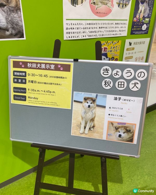 🎌喺秋田縣睇秋田犬🐶
