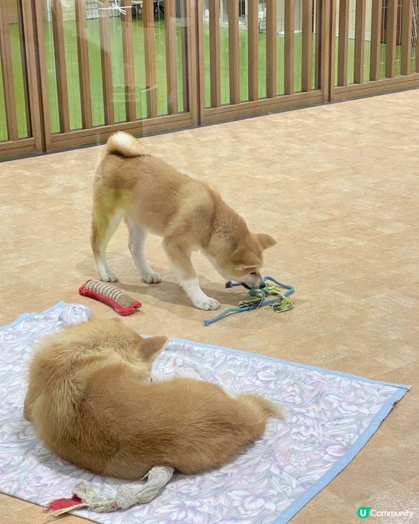 🎌喺秋田縣睇秋田犬🐶