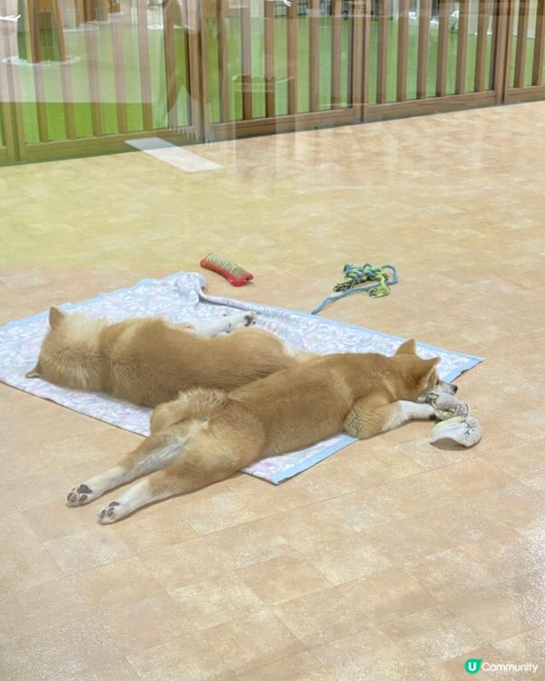 🎌喺秋田縣睇秋田犬🐶