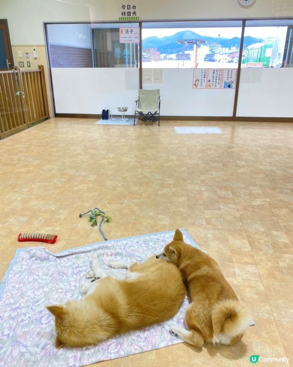🎌喺秋田縣睇秋田犬🐶