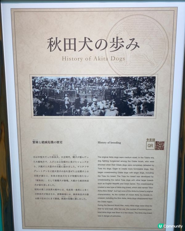 🎌喺秋田縣睇秋田犬🐶