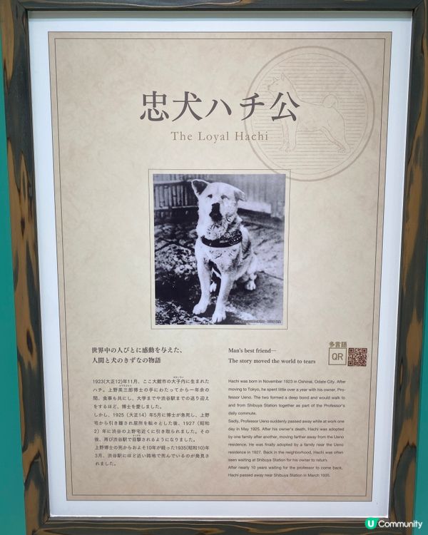 🎌喺秋田縣睇秋田犬🐶