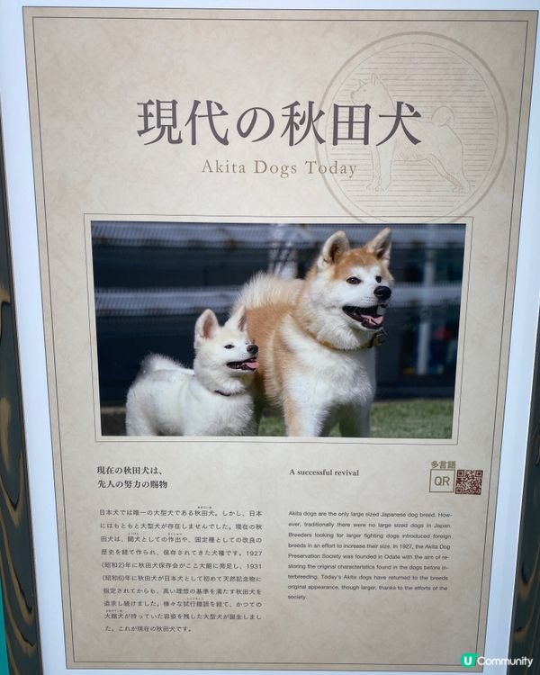 🎌喺秋田縣睇秋田犬🐶