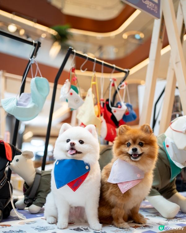 AIRSIDE 狗狗奧運會｜限量snowpeak寵物雪糕