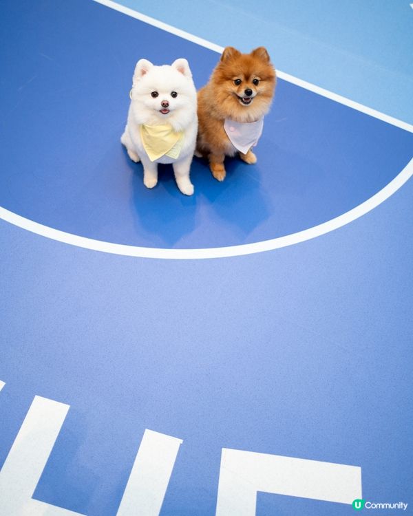 AIRSIDE 狗狗奧運會｜限量snowpeak寵物雪糕