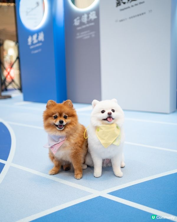 AIRSIDE 狗狗奧運會｜限量snowpeak寵物雪糕