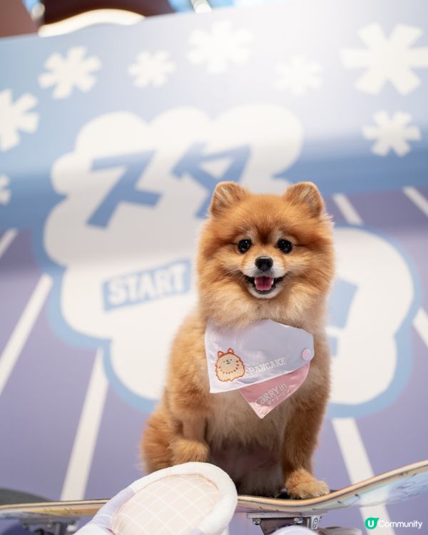 AIRSIDE 狗狗奧運會｜限量snowpeak寵物雪糕