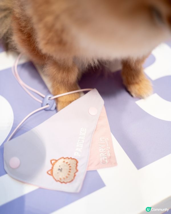 AIRSIDE 狗狗奧運會｜限量snowpeak寵物雪糕