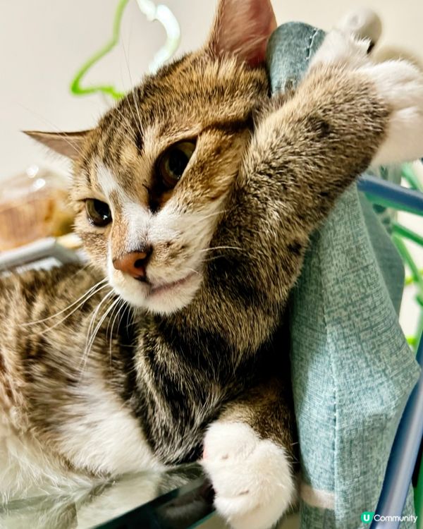 哎呀 招積得你呀⋯⋯😵‍💫🤭