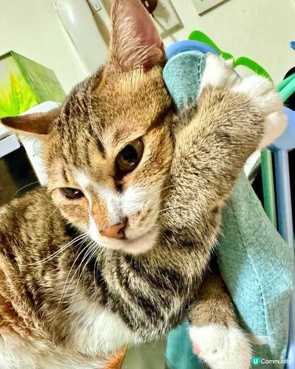 哎呀 招積得你呀⋯⋯😵‍💫🤭