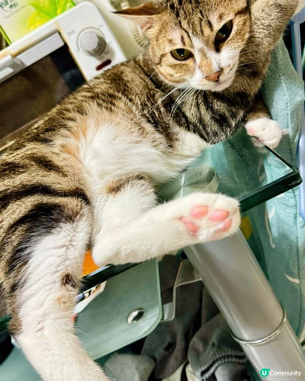 哎呀 招積得你呀⋯⋯😵‍💫🤭