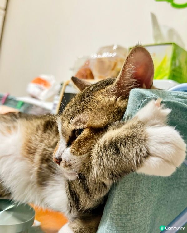 哎呀 招積得你呀⋯⋯😵‍💫🤭