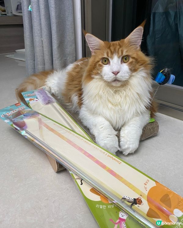 貓迷博覽展勿錯過❤️