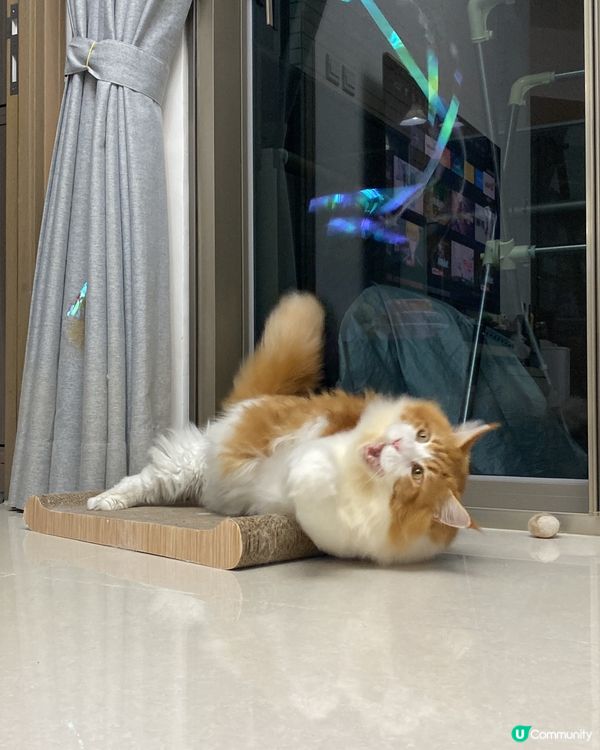 貓迷博覽展勿錯過❤️