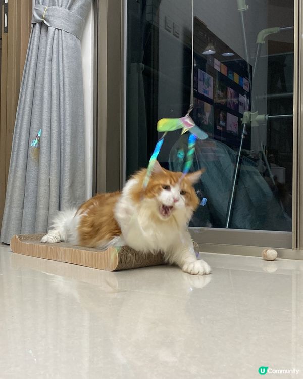 貓迷博覽展勿錯過❤️