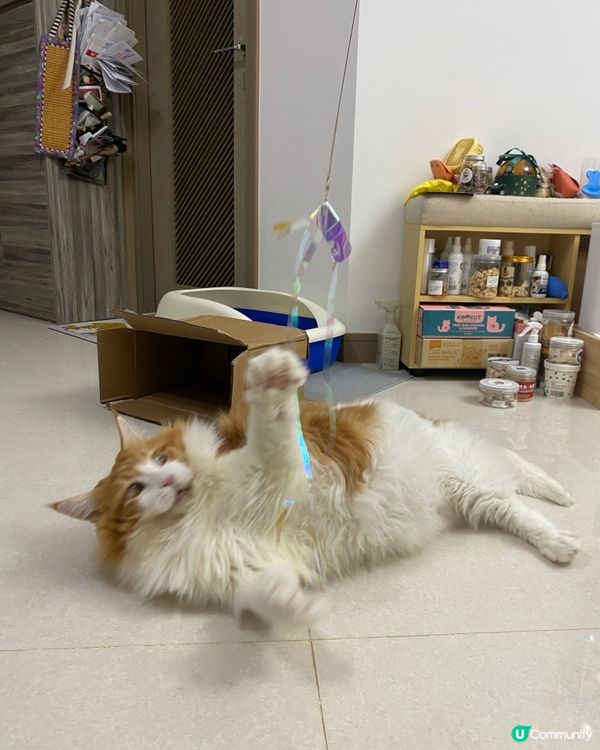 貓迷博覽展勿錯過❤️