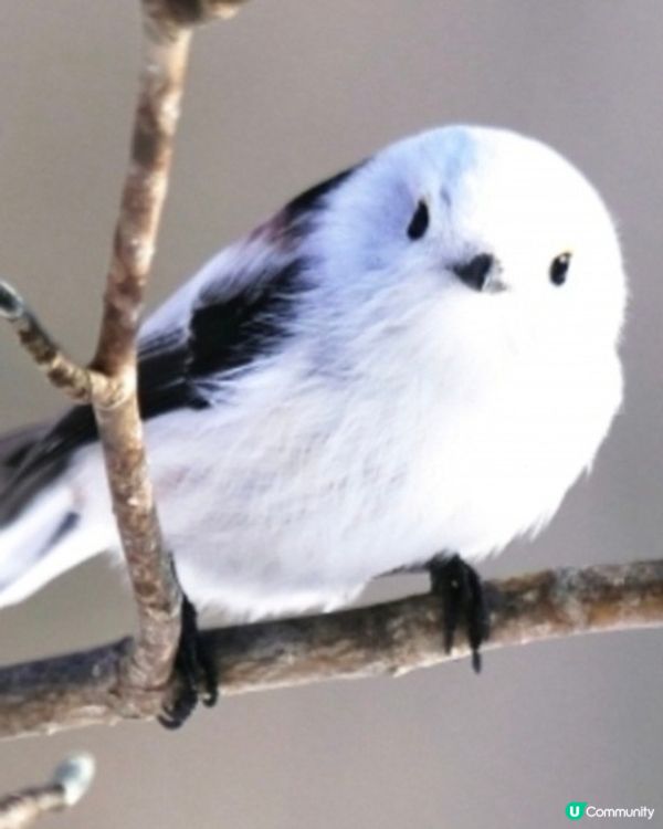 可愛銀喉長尾山雀