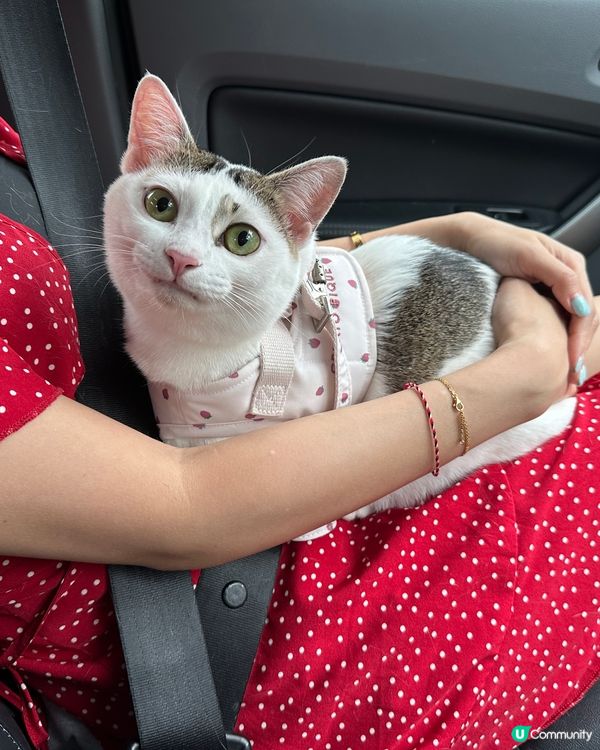 貓貓的尷尬而不失禮貌的微笑