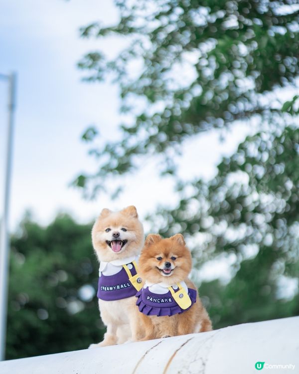 放狗，聖地將軍澳南橋附近一帶真係好多打卡位！除咗南橋必影嘅景...