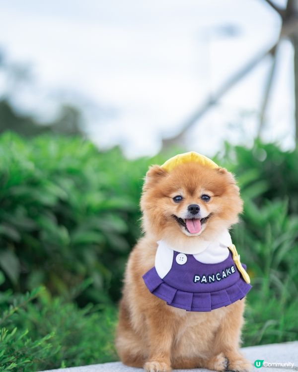 放狗，聖地將軍澳南橋附近一帶真係好多打卡位！除咗南橋必影嘅景...