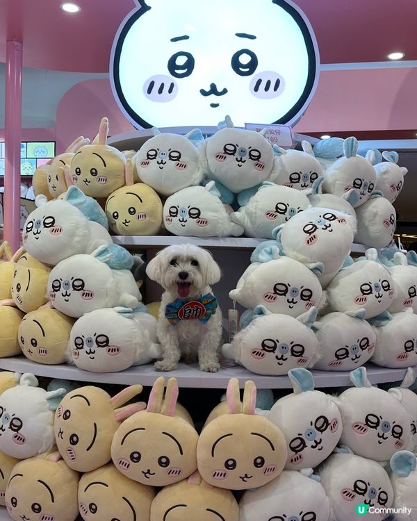 佢係一隻好鐘意去街，好配合影相既小朋友。 佢會坐定定，笑笑口...