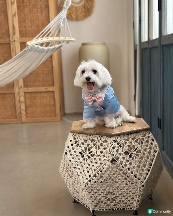 佢係一隻好鐘意去街，好配合影相既小朋友。 佢會坐定定，笑笑口...