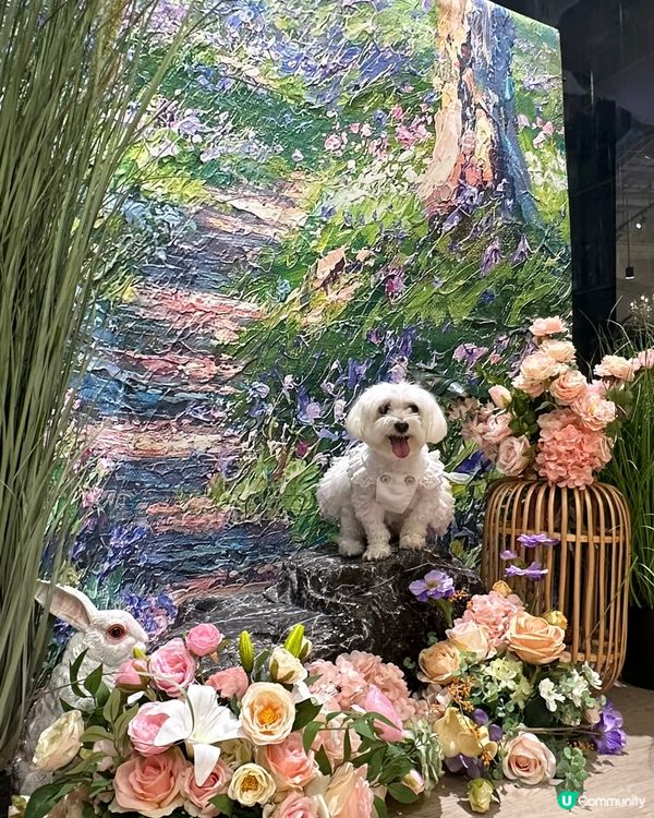 佢係一隻好鐘意去街，好配合影相既小朋友。 佢會坐定定，笑笑口...