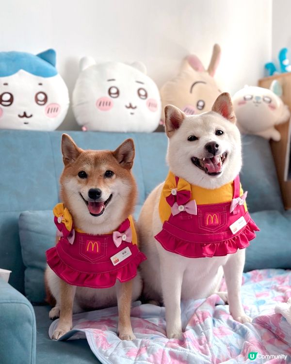 我兩隻狗狗都是熱愛陽光與海灘～夏天必定到海灘跑跑同游水，貓貓...