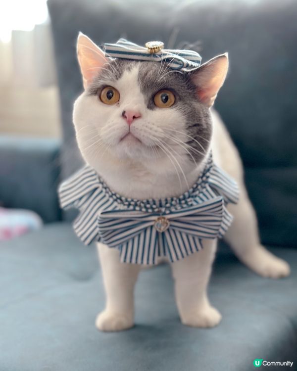 我兩隻狗狗都是熱愛陽光與海灘～夏天必定到海灘跑跑同游水，貓貓...