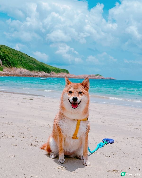 我兩隻狗狗都是熱愛陽光與海灘～夏天必定到海灘跑跑同游水，貓貓...