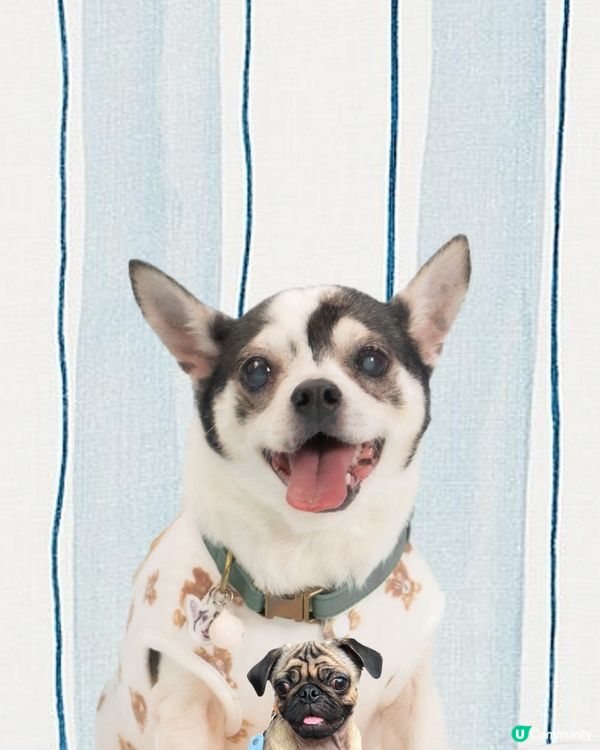 以上分別係奇哥（芝娃娃）、魔比（八哥）同粒粒（貴婦），三位兄...