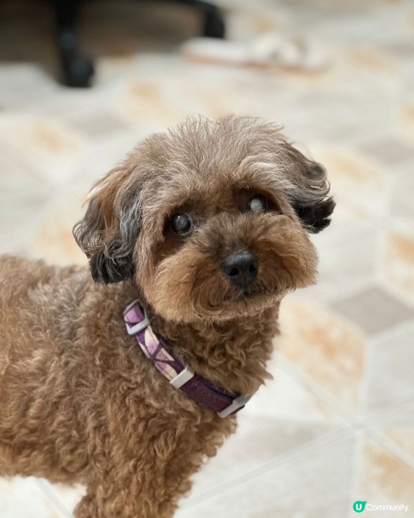 以上分別係奇哥（芝娃娃）、魔比（八哥）同粒粒（貴婦），三位兄...