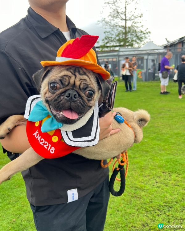 以上分別係奇哥（芝娃娃）、魔比（八哥）同粒粒（貴婦），三位兄...