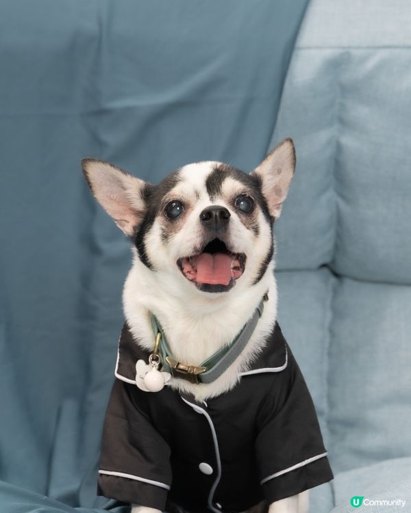 以上分別係奇哥（芝娃娃）、魔比（八哥）同粒粒（貴婦），三位兄...