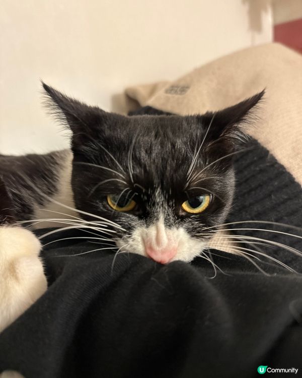 烏冬天生嬲嬲樣，最鐘意食條條、興奮得滯就咬下奴才隻我，經常玩...