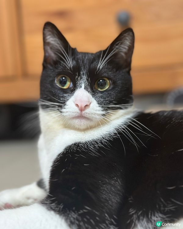 烏冬天生嬲嬲樣，最鐘意食條條、興奮得滯就咬下奴才隻我，經常玩...