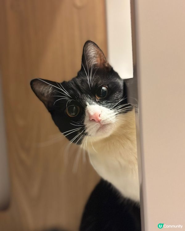 烏冬天生嬲嬲樣，最鐘意食條條、興奮得滯就咬下奴才隻我，經常玩...