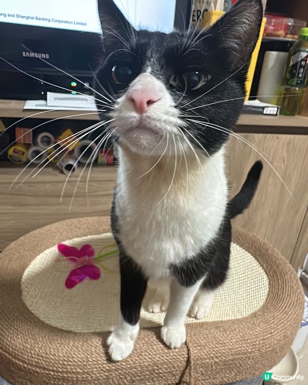 烏冬天生嬲嬲樣，最鐘意食條條、興奮得滯就咬下奴才隻我，經常玩...