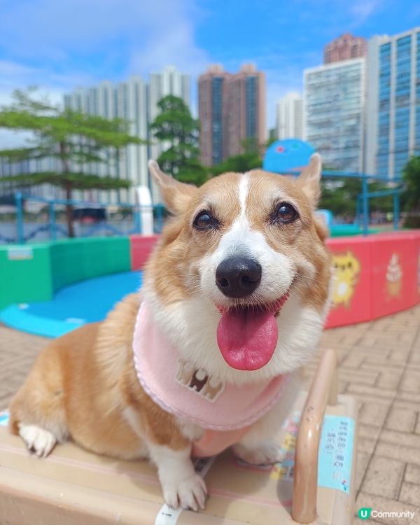 放狗好去處及打卡位置推介：沿著人寵共享的荃灣海濱公園散散步再...