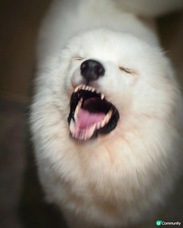 肥波同uli係距離爭1歲嘅兄弟！相愛相殺！會1齊玩1齊爭食！...