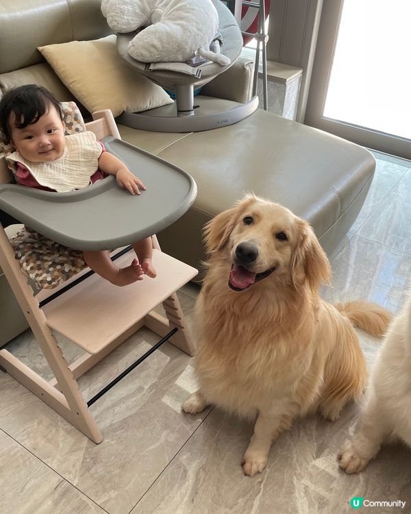 肥波同uli係距離爭1歲嘅兄弟！相愛相殺！會1齊玩1齊爭食！...