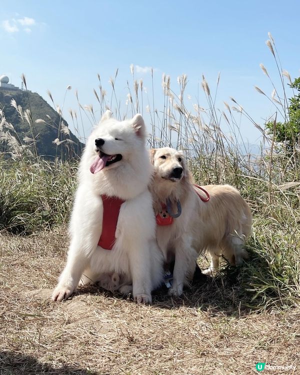 肥波同uli係距離爭1歲嘅兄弟！相愛相殺！會1齊玩1齊爭食！...